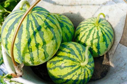 吃头瓜,传统与创新交融的味蕾之旅