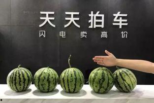 91反差每日吃瓜,每日吃瓜，揭秘娱乐圈幕后风云