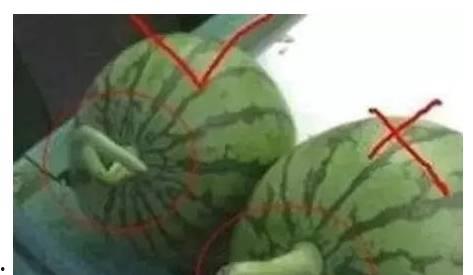 吃瓜的学问,揭秘吃瓜学问背后的奥秘