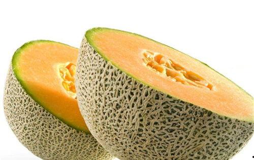 智齿可以吃哈密瓜吗