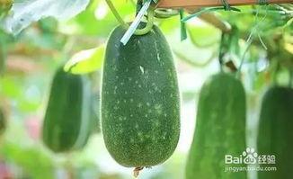 常吃瓜治腿疼,揭秘天然止痛秘方