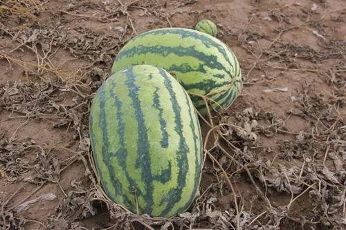 吃瓜精神小,吃瓜群众视角下的娱乐圈风云录