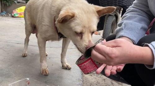生角瓜能给狗吃吗怎么吃,适合狗狗食用的健康食材及食用方法