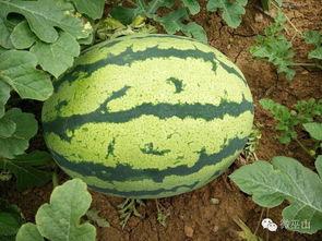 宁家坝吃瓜,一场吃瓜盛宴背后的故事