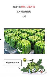 历史吃瓜官,那些年宫廷中的八卦风云