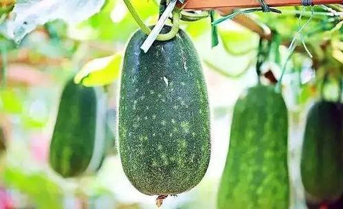 吃瓜加7万等于几,揭秘惊人真相！