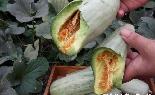 怀孕吃白皮瓜好吗,白皮瓜的营养益处与食用建议