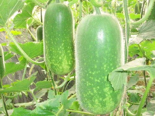 叭叭吃瓜,叭叭吃瓜背后的真相与内幕