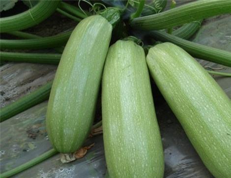 高烧可以吃荀瓜,荀瓜助力健康恢复