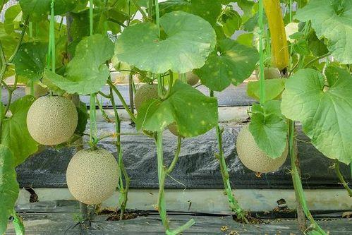 吃不到瓜吃蔓,探寻吃不到瓜的趣味生活