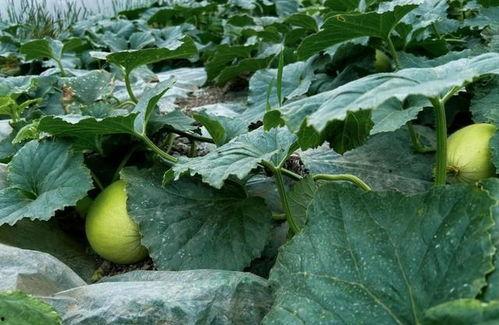 南宁地产圈吃瓜,揭秘幕后吃瓜大事件