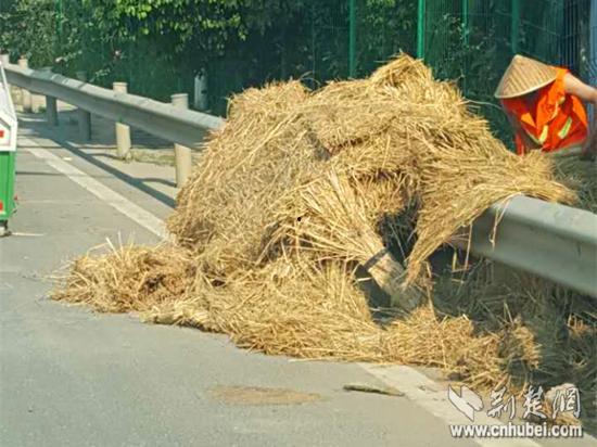 武汉长椅最新吃瓜事件,网友热议事件背后真相