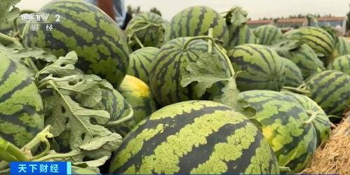 在朝堂上吃瓜系统,揭秘宫廷中的“吃瓜”现象