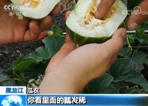 带你吃瓜检查作业,揭秘作业背后的趣味与智慧