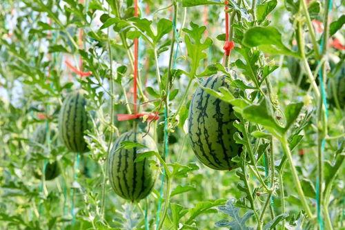 东城地下吃瓜事件,揭秘地下娱乐场所的隐秘生活