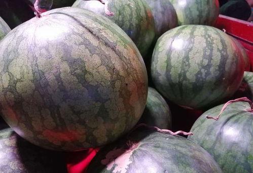 西瓜熟了吃瓜视频,一起解锁夏日美味时光