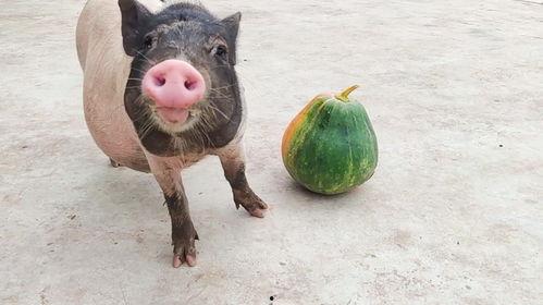 无敌猪吃瓜,揭秘猪界“吃瓜群众”的趣味生活