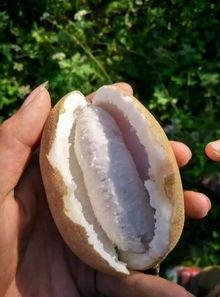 仁怀吃瓜事件视频最新,一场网络狂欢背后的真相与反思