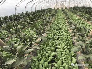 郓城黄河吃瓜,郓城美食之旅