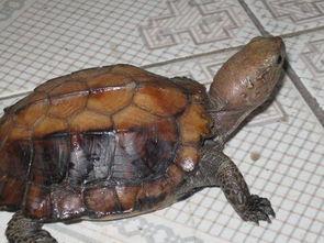 吃瓜电皮皮龟,趣味横生的网络萌宠传奇