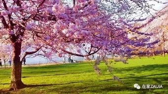 樱花校园吃瓜技巧,吃瓜技巧大揭秘！