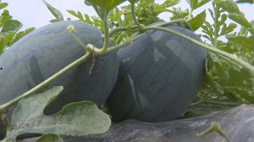 雯儿吃瓜,揭秘娱乐圈幕后故事