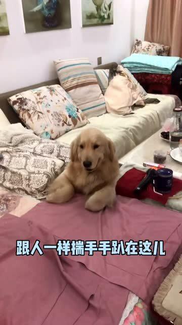 傻狗吃瓜图片,欢乐无限瞬间