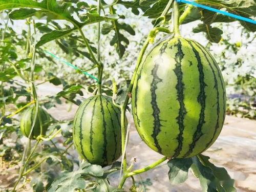 吃瓜价格详情,吃瓜族的消费指南