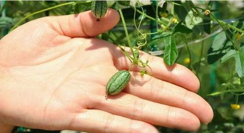 准备摘瓜吃,准备摘瓜享受甜蜜时光